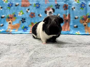 Rescue Guinea Pig Guinea Pigs for Adoption in Little Chute, Wisconsin - Stuuuart | PetCurious